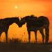 Horse love - Nel quadro notiamo le dolci carezze e le effusioni amorose tra due cavalli durante un caldo tramonto.

